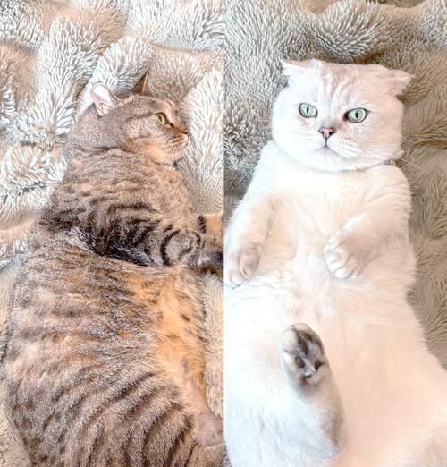两只猫咪因猫粮打架怎么办？如何平息冲突？