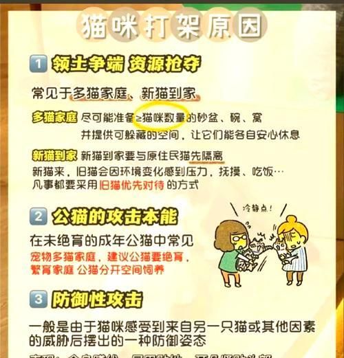 两只猫咪因猫粮打架怎么办？如何平息冲突？