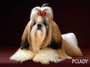 西施犬颜色选购指南:揭秘最受欢迎的宠物狗色彩!