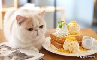 宠物美食新宠，萌宠食谱大公开！