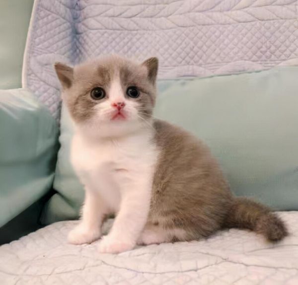 小猫多大可以吃猫粮？0到4个月幼猫喂养方法