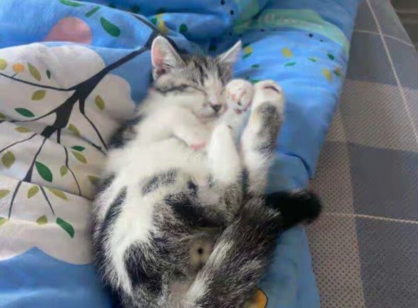 小猫多大可以吃猫粮？0到4个月幼猫喂养方法