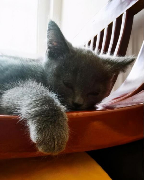 小猫多大可以吃猫粮？0到4个月幼猫喂养方法