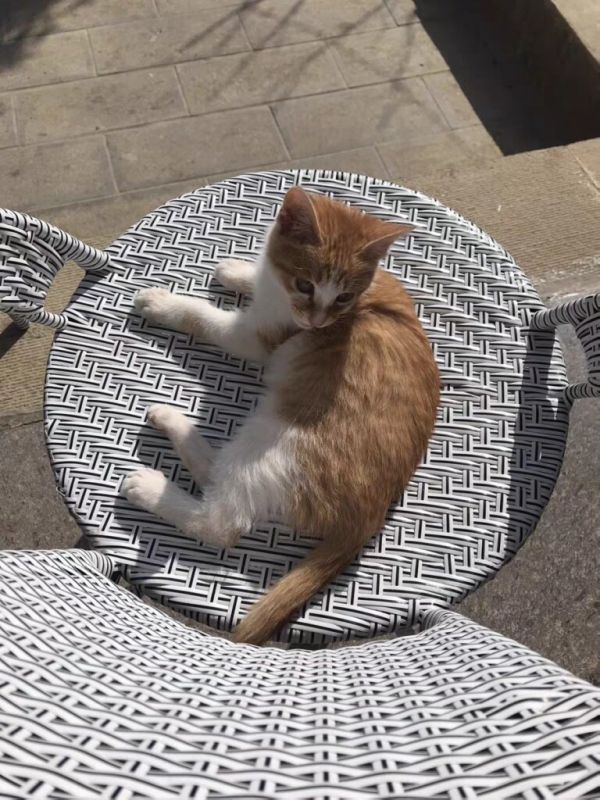 小猫多大可以吃猫粮？0到4个月幼猫喂养方法