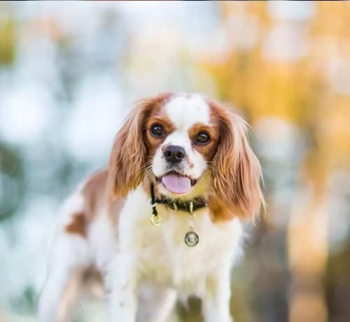 骑士查理王小猎犬的饲养方法（建立信任关系，科学喂养，合适运动）