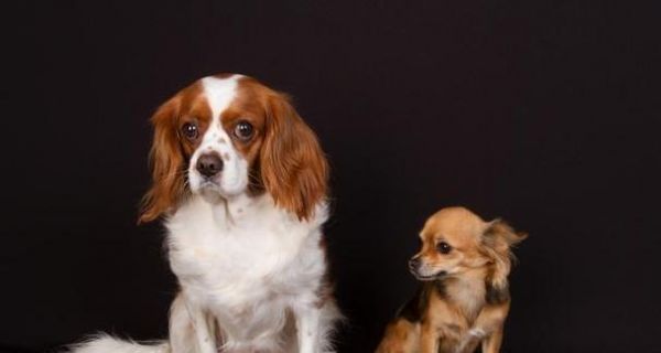 骑士查理王小猎犬的饲养方法（建立信任关系，科学喂养，合适运动）