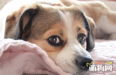 喂养狗狗必须要知道的秘籍！