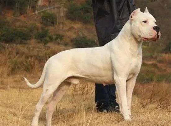 养杜高犬注意事项有哪些？你不能错过！