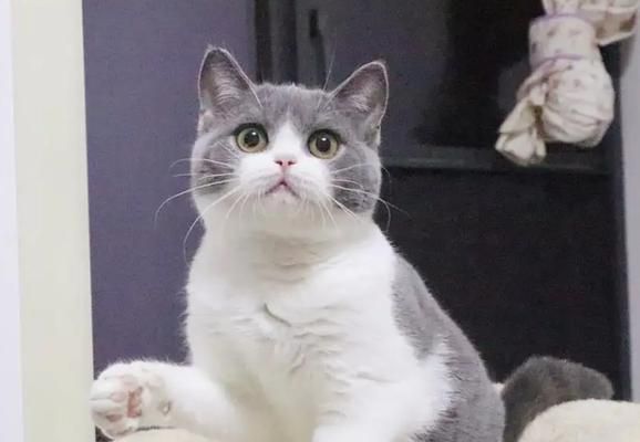 新手饲养无负担的7种最好养猫，性格好是首选（初次养猫的关键是选择性格温顺、易于照料的猫种）