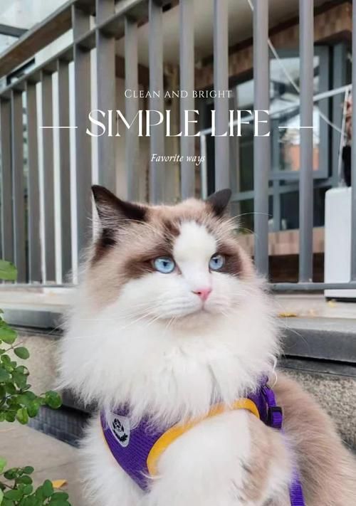 新手饲养无负担的7种最好养猫，性格好是首选（初次养猫的关键是选择性格温顺、易于照料的猫种）