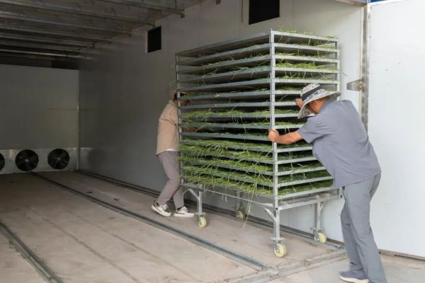 7月17日,定西市漳县辉丰草业有限公司的工人向烘干车间运送猫尾草。新华社记者 刘克英 摄
