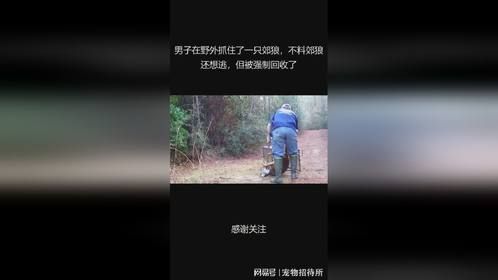 男子在野外抓住了一只郊狼，不料郊狼还想逃，但被强制回收了