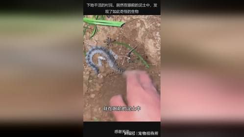 下地干活的村民，居然在眼前的泥土中，发现了如此奇怪的生物