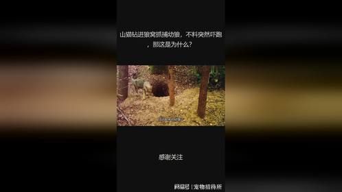 山猫钻进狼窝抓捕幼狼，不料突然吓跑，那这是为什么？