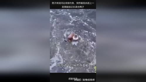 男子来到河边准备钓鱼，突然看到水面上一直黄鼠狼正在袭击鸭子