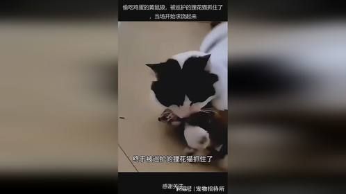 偷吃鸡蛋的黄鼠狼，被巡护的狸花猫抓住了，当场开始求饶起来