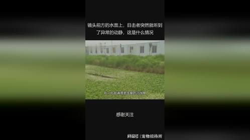 镜头前方的水面上，目击者突然就听到了异常的动静，这是什么情况