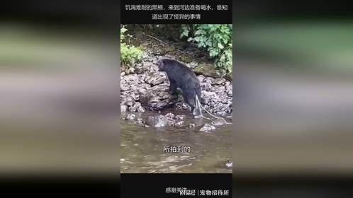 饥渴难耐的黑熊，来到河边准备喝水，谁知道出现了怪异的事情