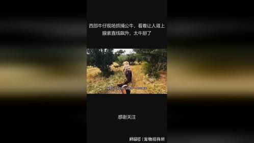 西部牛仔现场抓捕公牛，看着让人肾上腺素直线飙升，太牛掰了