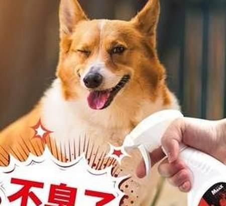 宠物犬体臭去除方法大揭秘（从饮食到清洁全方位教你去除宠物犬体臭）