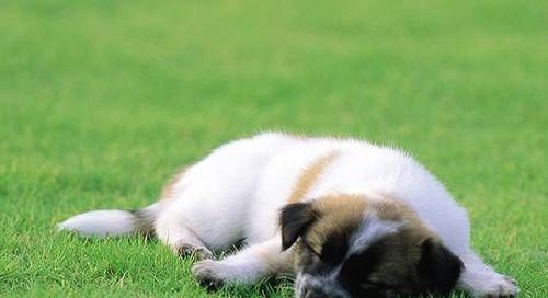 宠物犬体臭去除方法大揭秘（从饮食到清洁全方位教你去除宠物犬体臭）