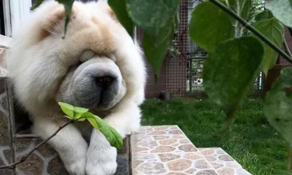 宠物犬体臭去除方法大揭秘（从饮食到清洁全方位教你去除宠物犬体臭）