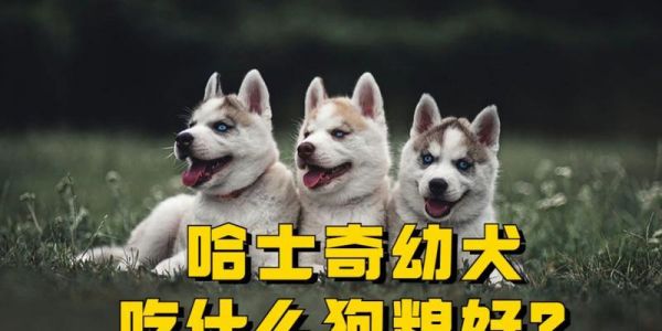 哈士奇每月所需狗粮数量大揭秘（从宠物健康角度考虑）