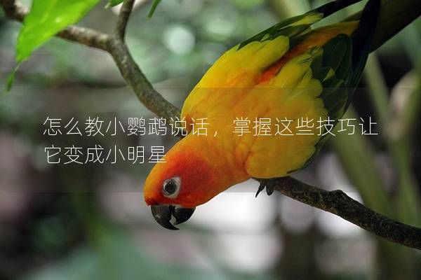 怎么教小鹦鹉说话，掌握这些技巧让它变成小明星