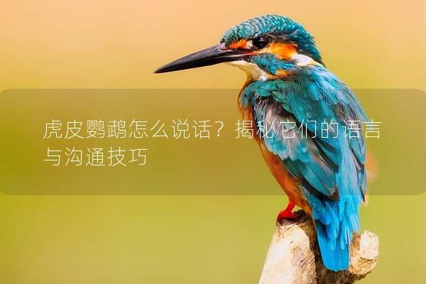 虎皮鹦鹉怎么说话？揭秘它们的语言与沟通技巧