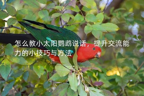 怎么教小太阳鹦鹉说话，提升交流能力的小技巧与方法