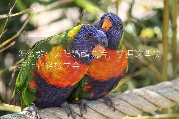 怎么教小太阳鹦鹉说话，掌握这些技巧让它轻松学会