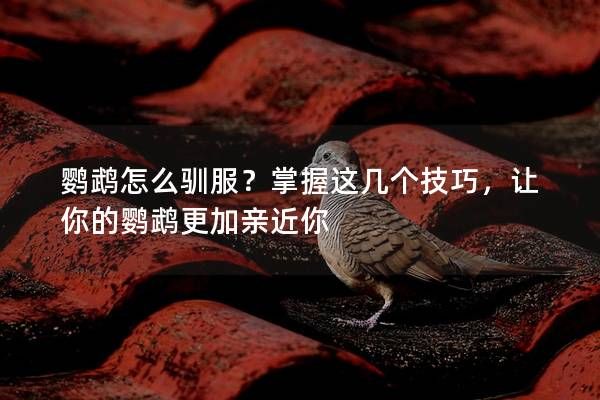 鹦鹉怎么驯服？掌握这几个技巧，让你的鹦鹉更加亲近你
