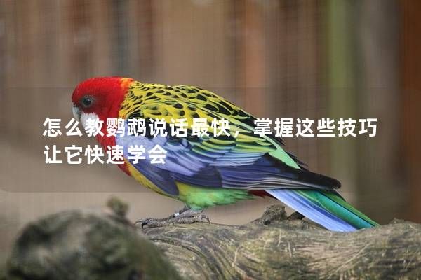 怎么教鹦鹉说话最快，掌握这些技巧让它快速学会