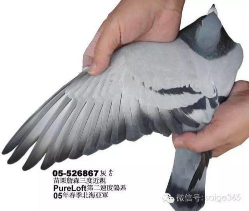 宠物剪羽,安全专业,让爱鸟翱翔!
