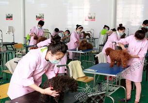 学宠物美容多少钱？宠物美容师培训机构费用一览表