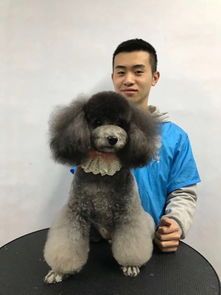 学宠物美容多少钱？宠物美容师培训机构费用一览表