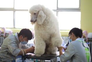 学宠物美容多少钱？宠物美容师培训机构费用一览表