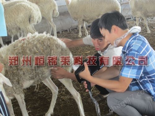 便携式兽用B超机推荐