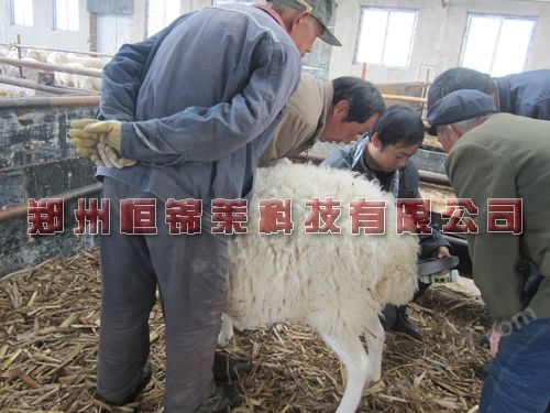 兽用B超机厂家培训使用方法