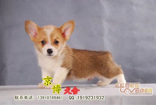 揭秘:短脚长身宠物的多彩魅力,哪种颜色最抢眼?
