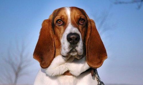 长耳长腿犬，优雅宠物新宠儿。