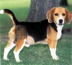长耳长腿犬,优雅宠物新宠儿。