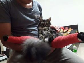 腿长猫咪,是更受宠爱的吗?