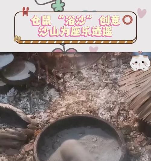 仓鼠洗澡的正确方法（选择适宜的沙子，让仓鼠健康洁净）