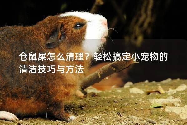 仓鼠屎怎么清理？轻松搞定小宠物的清洁技巧与方法