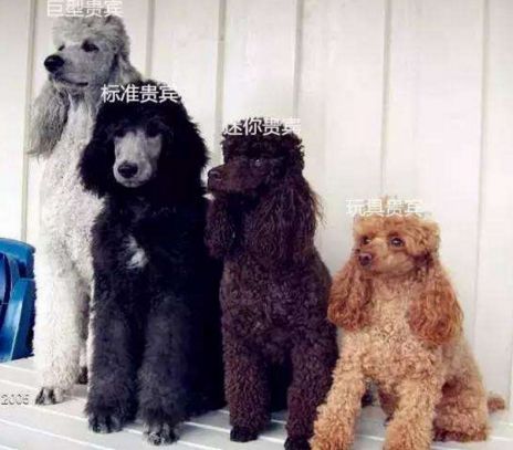 4种不同类型的贵宾犬全面介绍，你更喜欢哪一种？