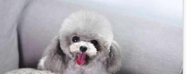 贵宾犬优缺点 想好了再决定要不要养贵宾犬