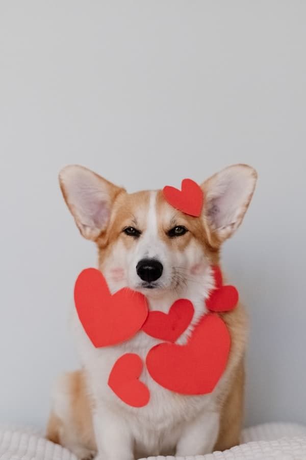 Sarah的柯基