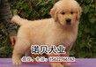 萝岗区买宠物狗纯种的金毛犬到哪里买比较好
