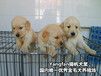 深圳哪里买宠物狗深圳哪里买金毛比较健康